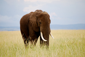 Wandering Elephant Wandering Elephant
