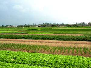 Vegetable Gardens Vegetable Gardens
