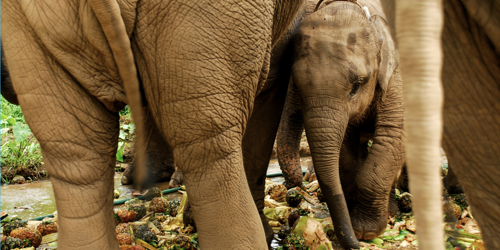 Thai Baby Elephant