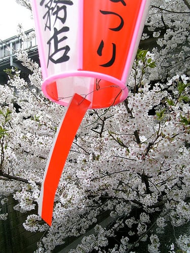 Full Blossom