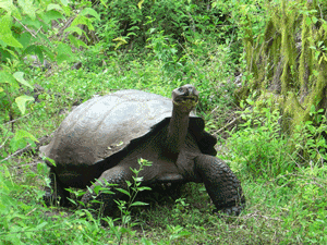 Galapagos Tours