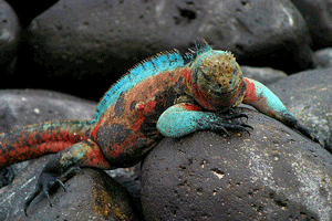 Galapagos Tours