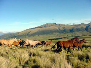 Ecuador Ecuador