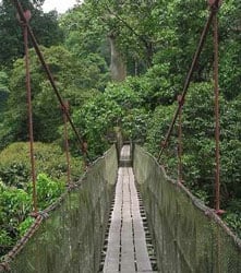 Rainforest Rainforest