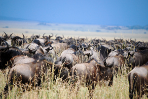 Wildebeest Migration
