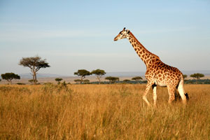 Serengeti Giraffe