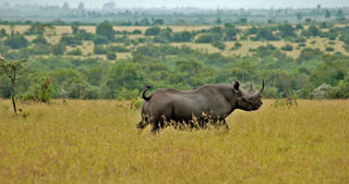 Ol Pejeta Rhino