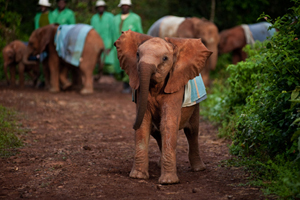 Elephant Orphans at Play