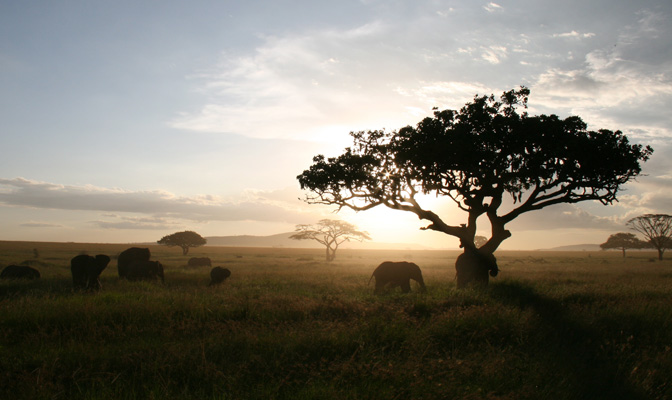 Sunset on the Savannah