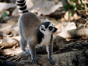 Lemur Catta