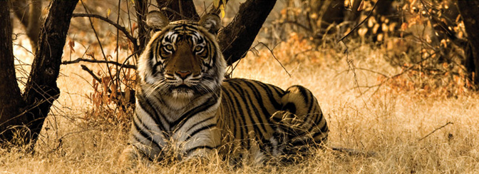 Bengal Tiger