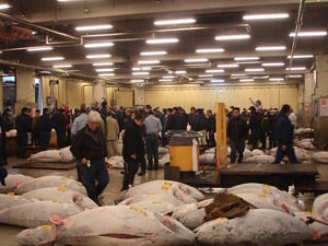 Tsukiji Tuna Auction