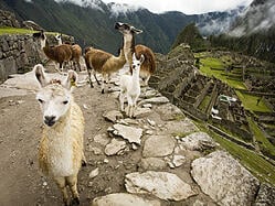Llamas at Machu Picchu Llamas at Machu Picchu
