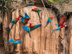 Macaw Clay Lick