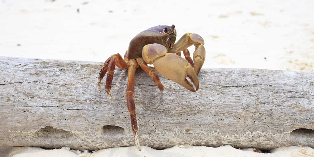Poo Kai Crab on White Sand Beach