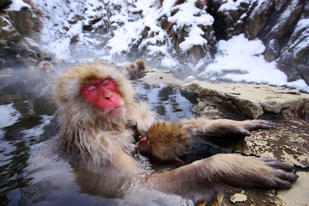 A Japanese Macaque relaxes