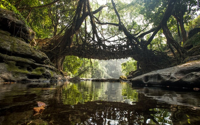 living-root-bridge