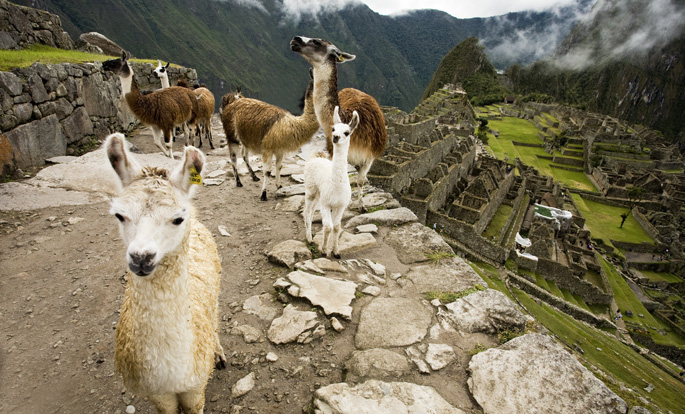 bigstock-Llama-Train-at-Machu-Picchu-P-34325654