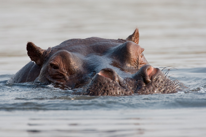 Hippo Rising
