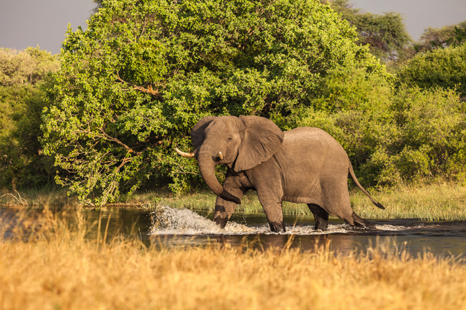 Elephant Taking Morning Stroll