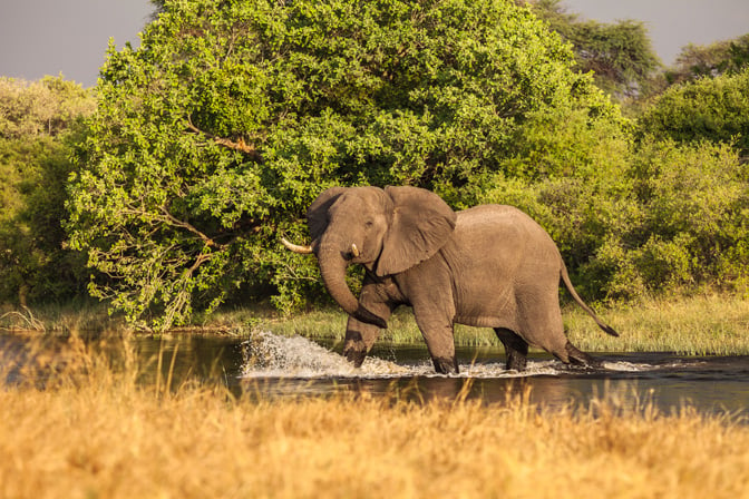 Elephant Taking Morning Stroll