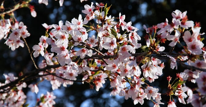 Cherry Blossom Season
