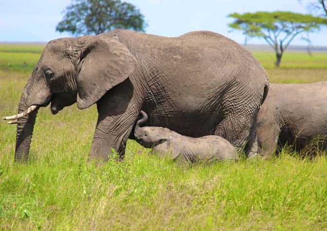 elephants_tanzania2
