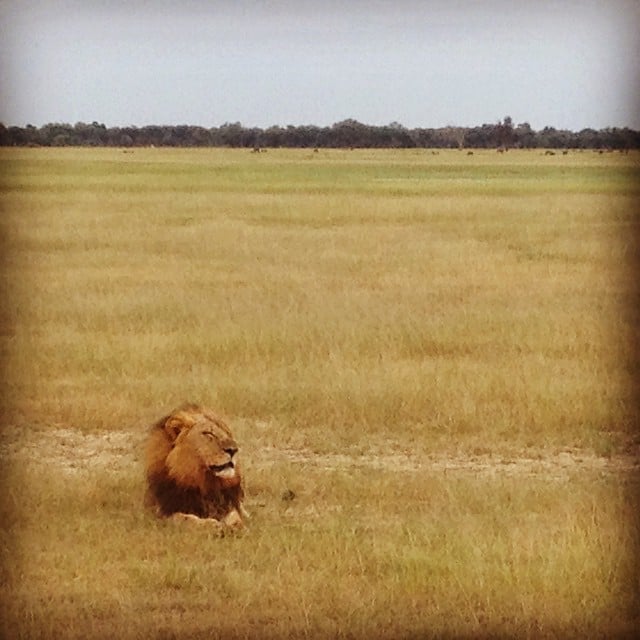 lion-resting-in-zimbabwe