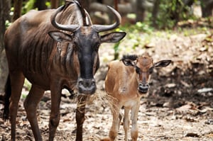 Wildebeest & Calf