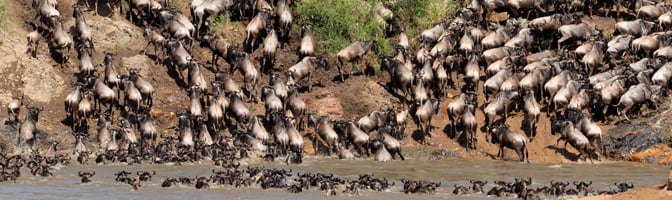 Wildebeest River Crossing