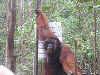 Orangutan King Tom