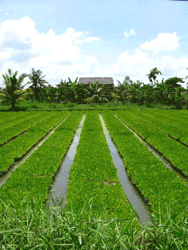 Cycling Mekong Delta