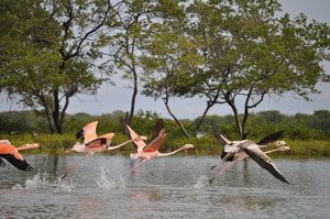 Flamingo Sanctuary