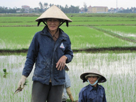 Vietnam farmer's fields