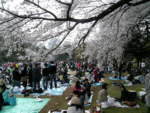 Hanami Party