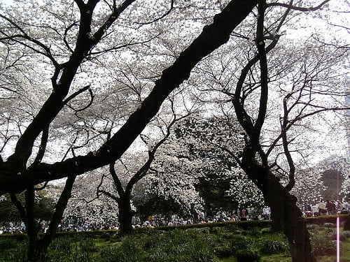 Hanami Party