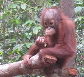 Tadjung Putting National Park