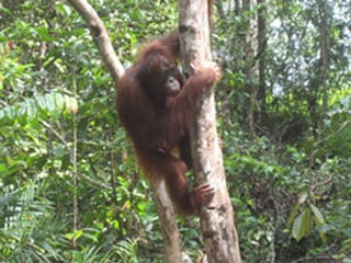 Tadjung Putting National Park