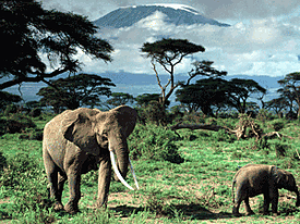 Tanzania2.gif