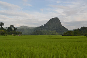 Rice Paddies Rice Paddies