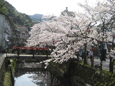 Cherry Blossom Season