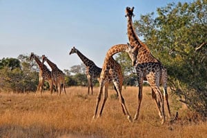 Idube Giraffe