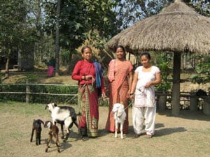 Goat Breeding Project