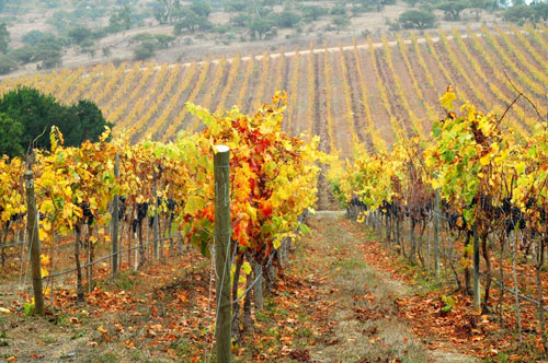 La Casona at Matetic Vineyards