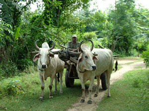 Ox Cart