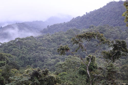 Ecuador Cloud Forest