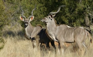 Greater Kudu