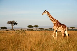 Serengeti Giraffe