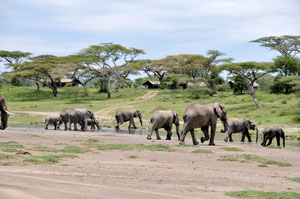 Tanzania Elephants