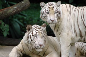 White Tigers at the Singapore Zoo